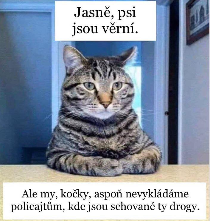 Kočka při výslechu nic neřekne