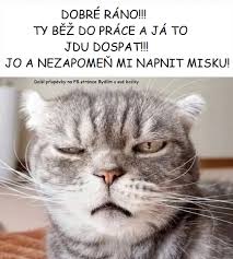 Normálně mě kočka vzbudí, jsem zničený v 5 ráno, a jde v klidu spát